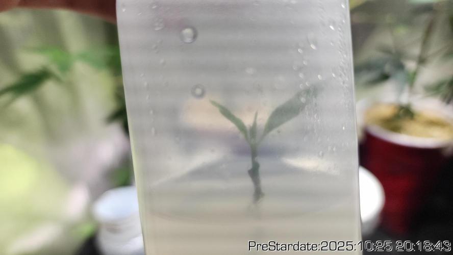 Heady OG BX1 - Mendo Dope - Fabric Pots Scrog. Week 27