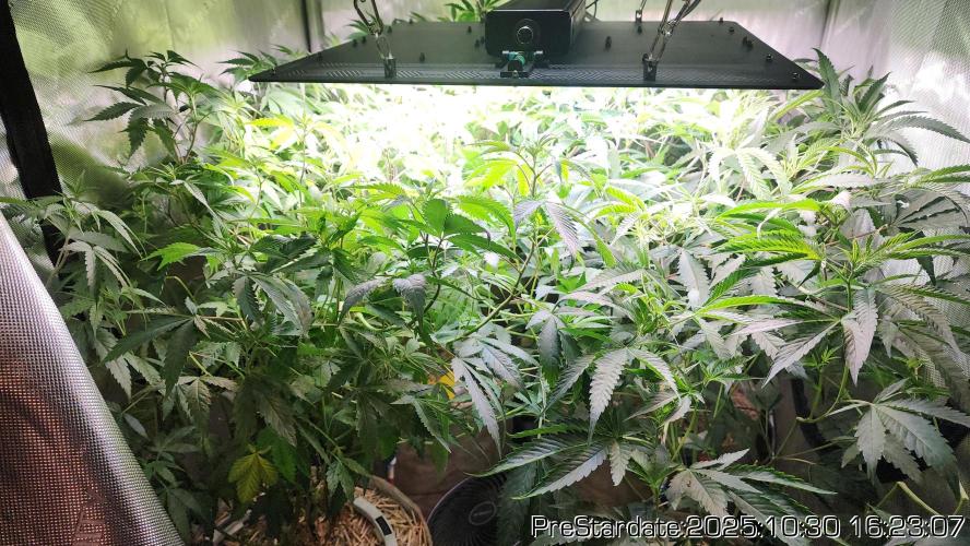 Chill Out OG - MrGrowIt - FabricPotScrog. Week 0