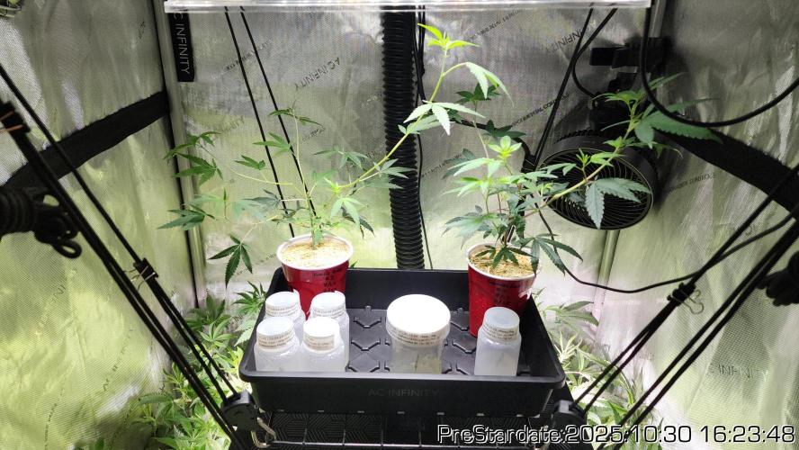 Chill Out OG - MrGrowIt - FabricPotScrog. Week 0