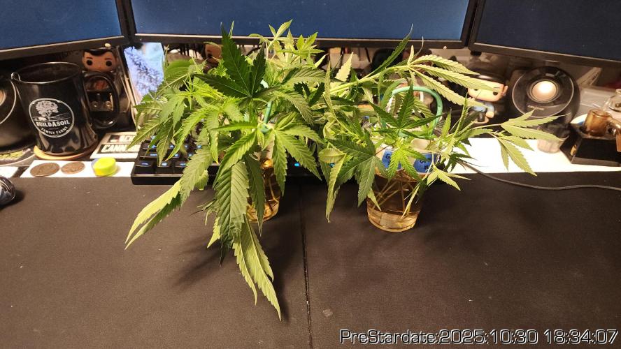 Chill Out OG - MrGrowIt - FabricPotScrog. Week 0