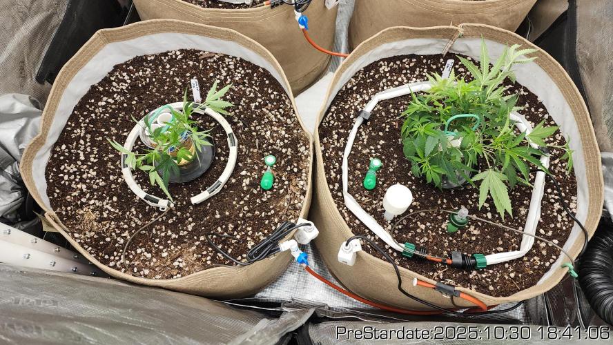 Chill Out OG - MrGrowIt - FabricPotScrog. Week 0