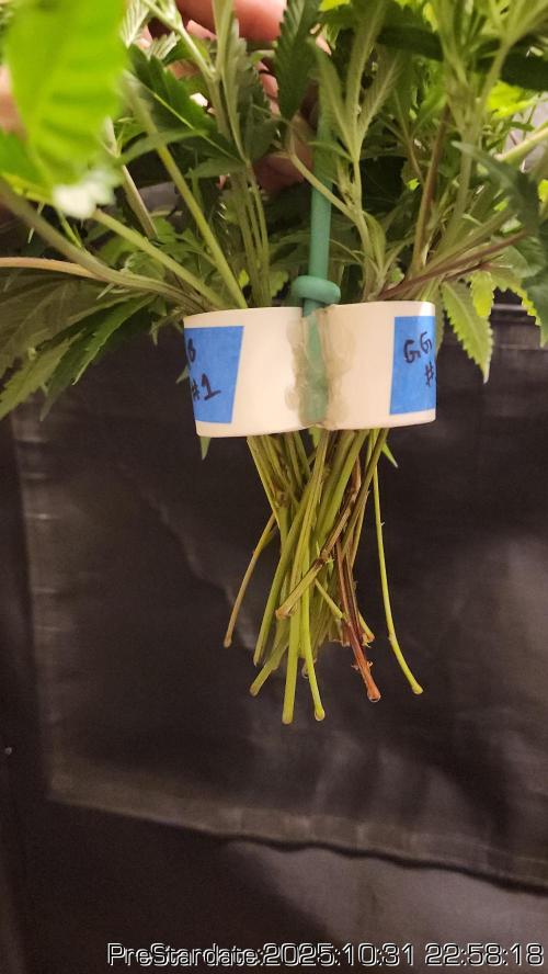 Chill Out OG - MrGrowIt - FabricPotScrog. Week 0