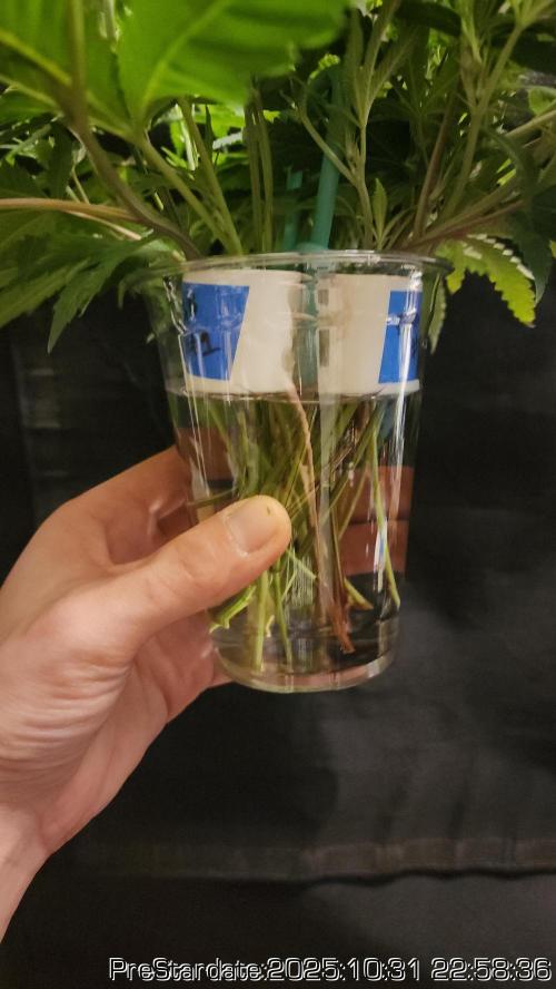 Chill Out OG - MrGrowIt - FabricPotScrog. Week 0