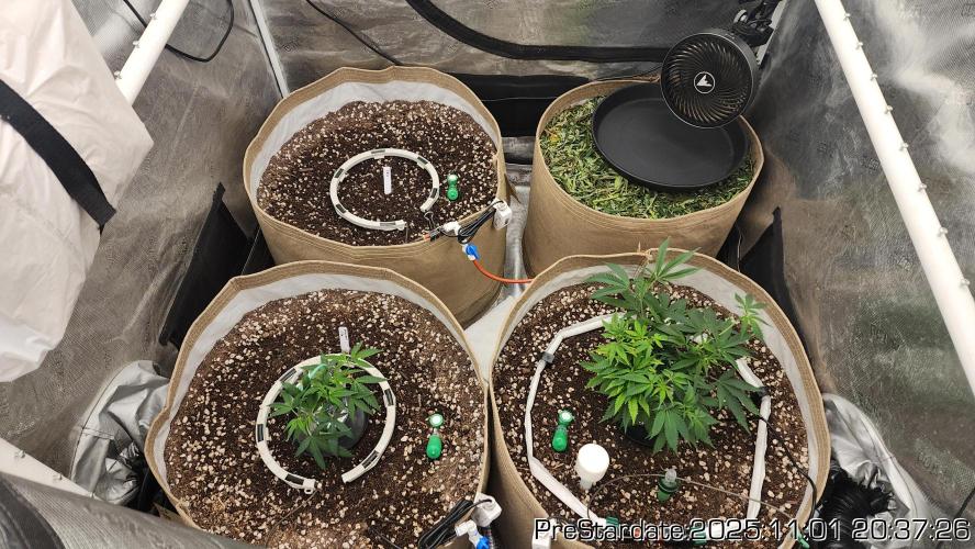 Chill Out OG - MrGrowIt - FabricPotScrog. Week 0