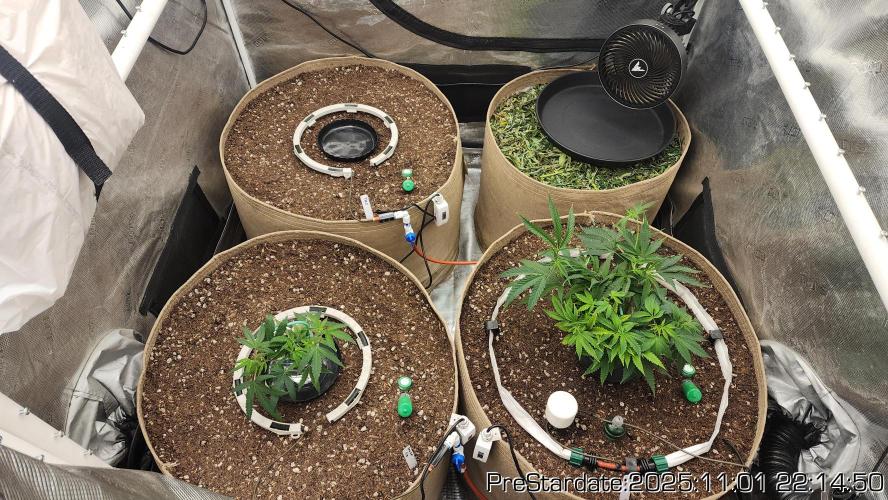 Chill Out OG - MrGrowIt - FabricPotScrog. Week 0