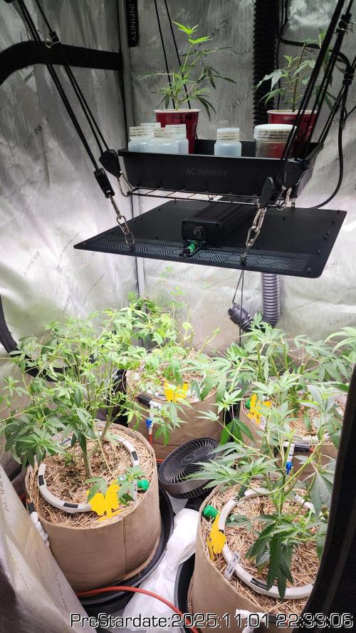 Chill Out OG - MrGrowIt - FabricPotScrog. Week 0