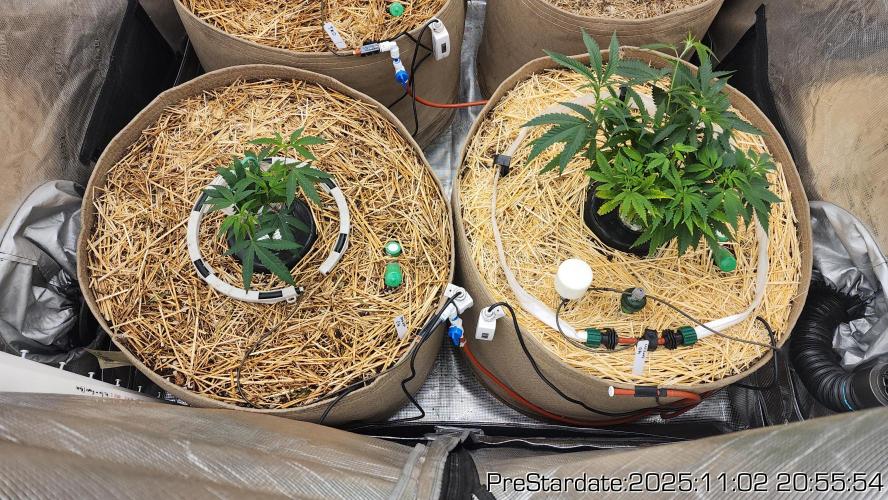 Chill Out OG - MrGrowIt - FabricPotScrog. Week 0