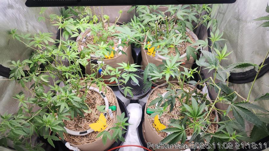 Chill Out OG - MrGrowIt - FabricPotScrog. Week 0