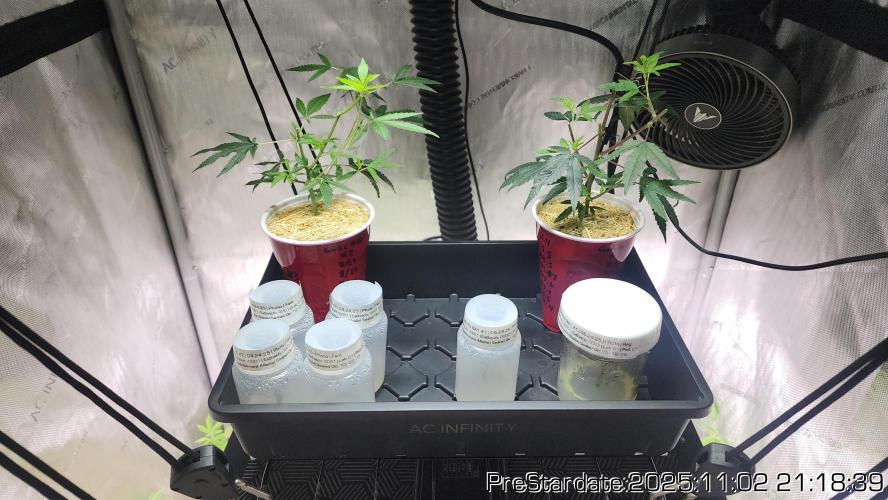 Chill Out OG - MrGrowIt - FabricPotScrog. Week 0