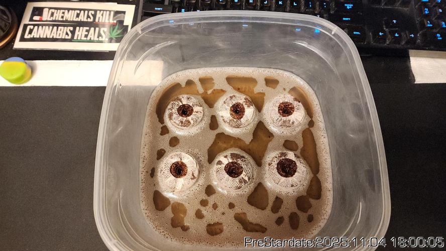 Chill Out OG - MrGrowIt - FabricPotScrog. Week 1