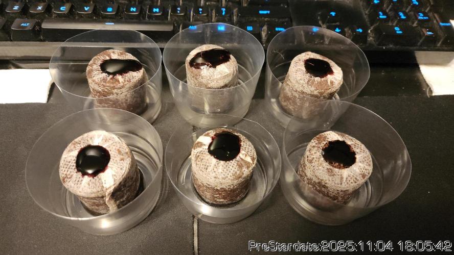 Chill Out OG - MrGrowIt - FabricPotScrog. Week 1