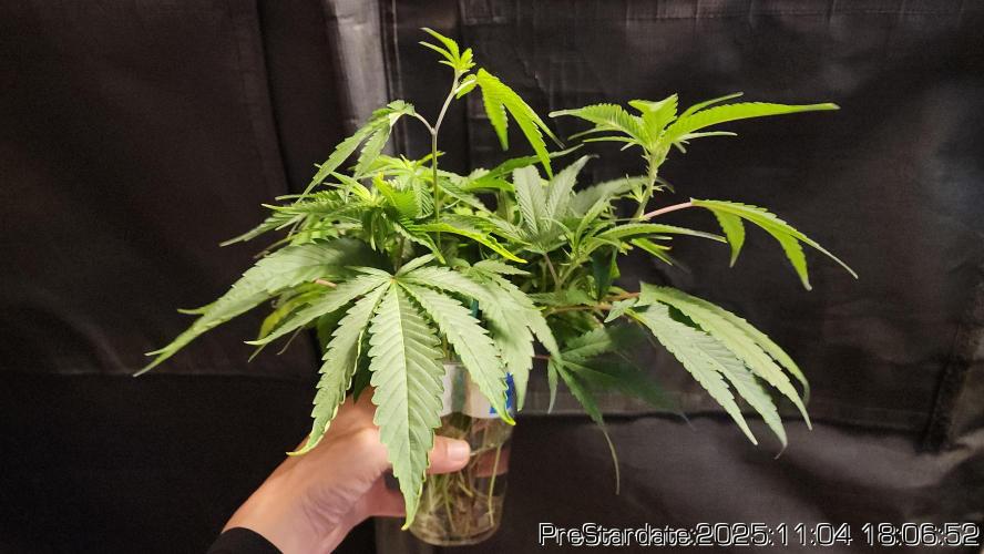 Chill Out OG - MrGrowIt - FabricPotScrog. Week 1