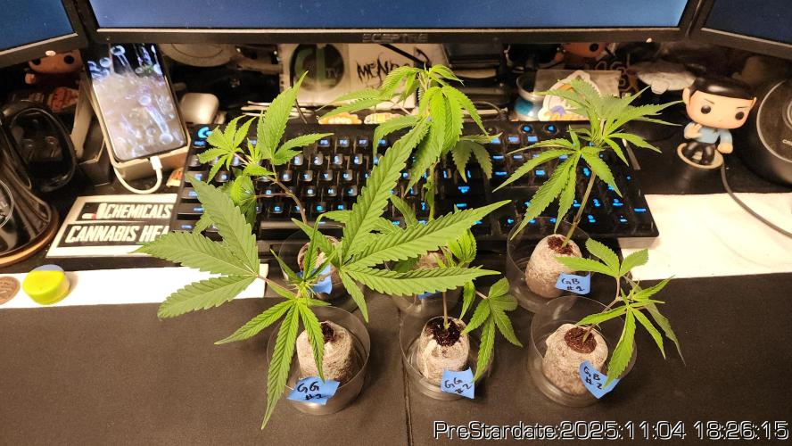 Chill Out OG - MrGrowIt - FabricPotScrog. Week 1