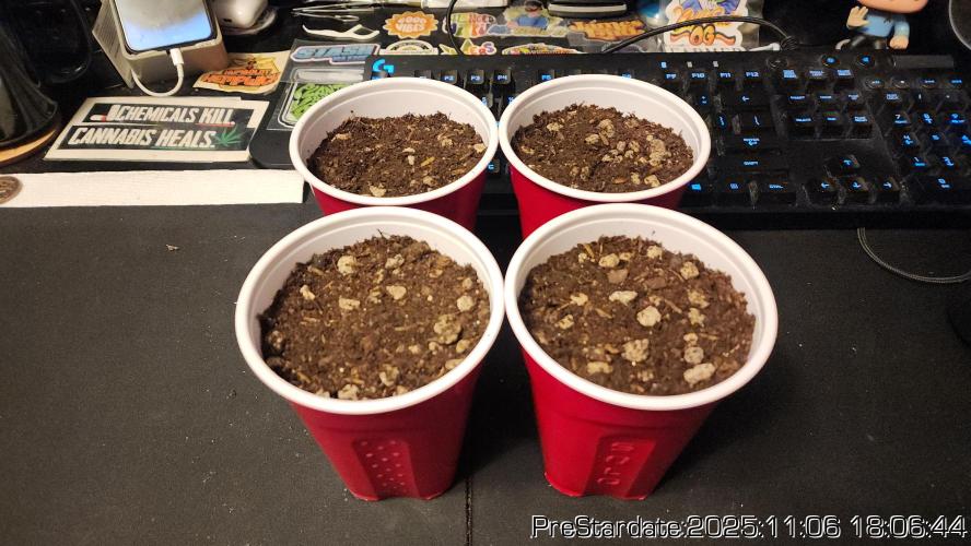 Chill Out OG - MrGrowIt - FabricPotScrog. Week 1