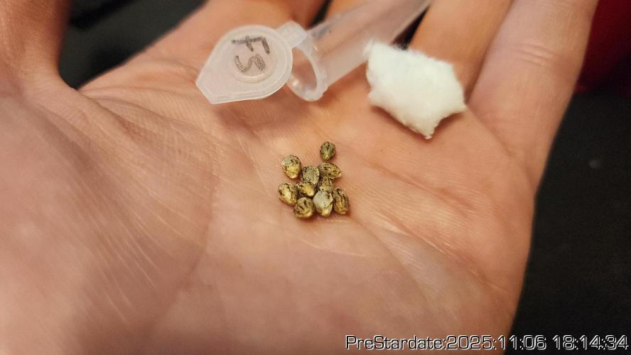 Chill Out OG - MrGrowIt - FabricPotScrog. Week 1