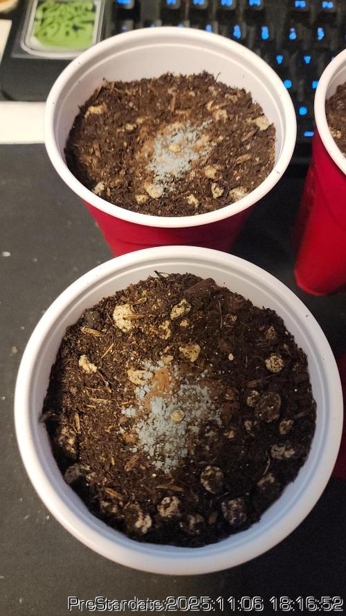 Chill Out OG - MrGrowIt - FabricPotScrog. Week 1