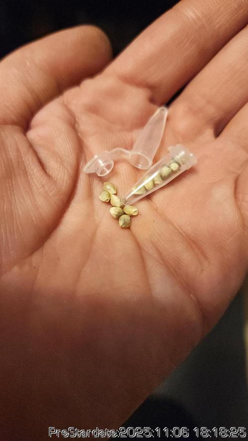 Chill Out OG - MrGrowIt - FabricPotScrog. Week 1