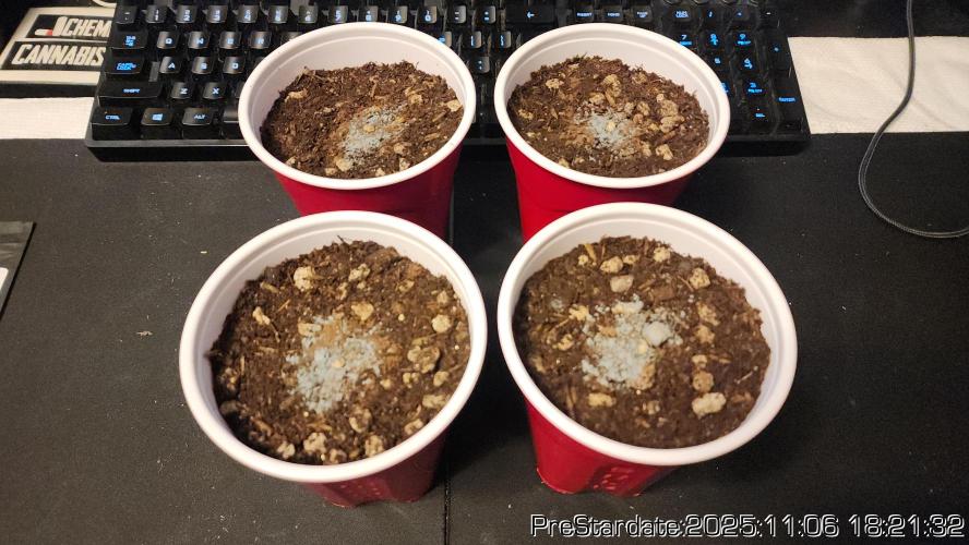 Chill Out OG - MrGrowIt - FabricPotScrog. Week 1