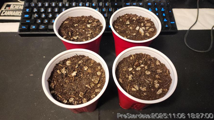 Chill Out OG - MrGrowIt - FabricPotScrog. Week 1