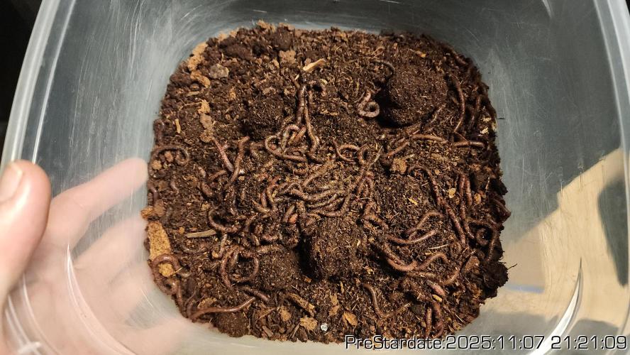 Chill Out OG - MrGrowIt - FabricPotScrog. Week 1