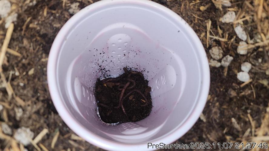 Chill Out OG - MrGrowIt - FabricPotScrog. Week 1