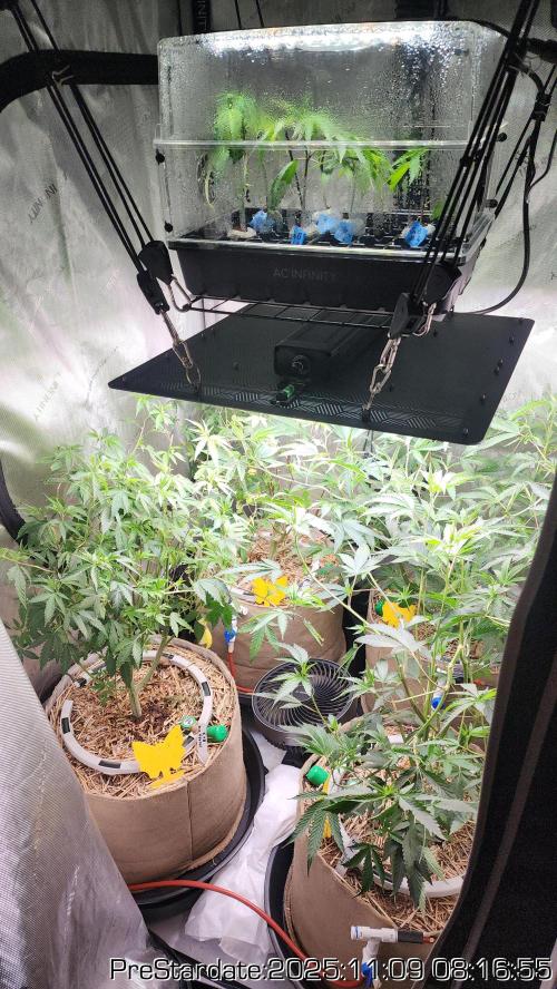 Chill Out OG - MrGrowIt - FabricPotScrog. Week 1