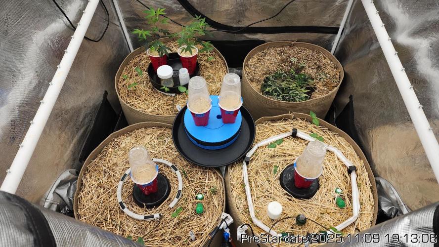 Chill Out OG - MrGrowIt - FabricPotScrog. Week 1