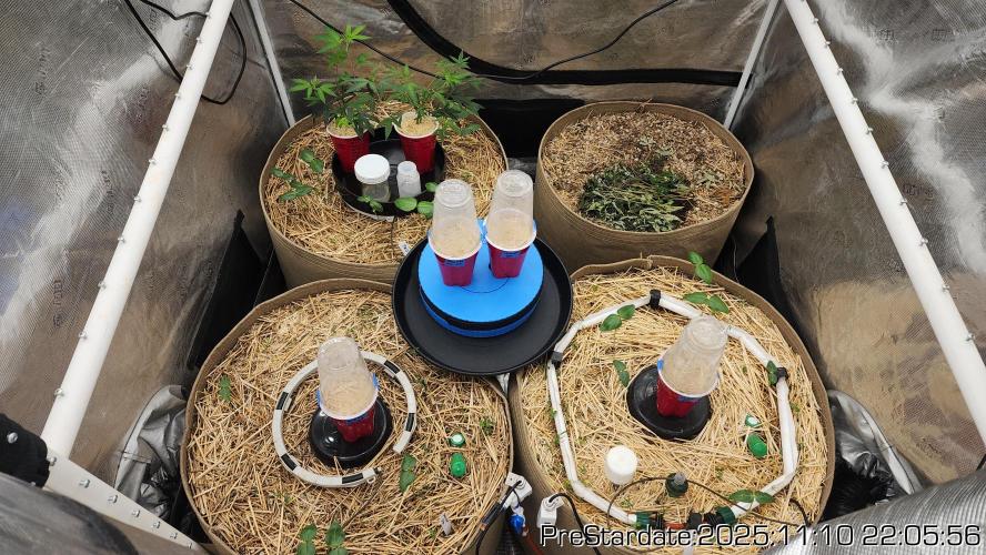 Chill Out OG - MrGrowIt - FabricPotScrog. Week 2