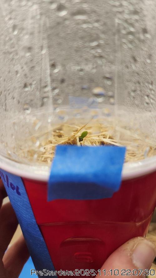 Chill Out OG - MrGrowIt - FabricPotScrog. Week 2