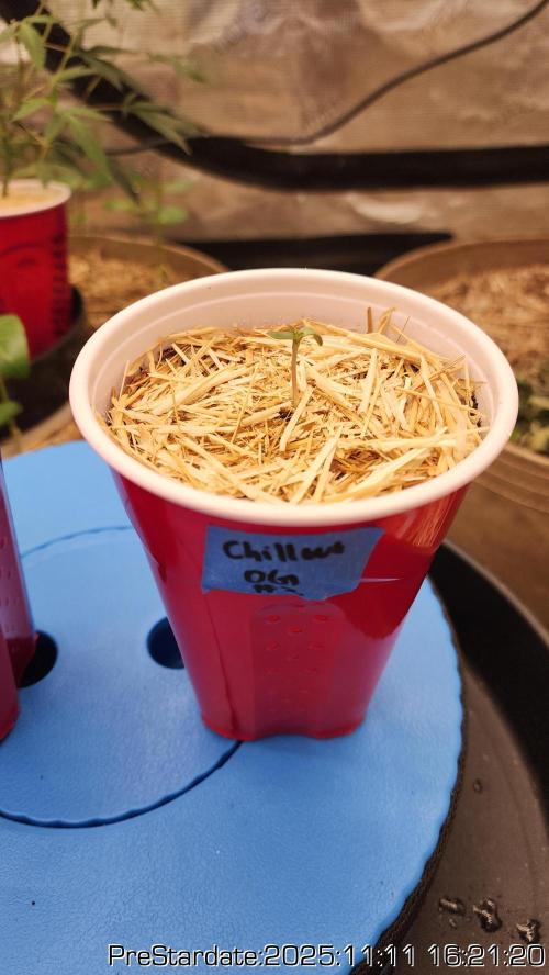 Chill Out OG - MrGrowIt - FabricPotScrog. Week 2