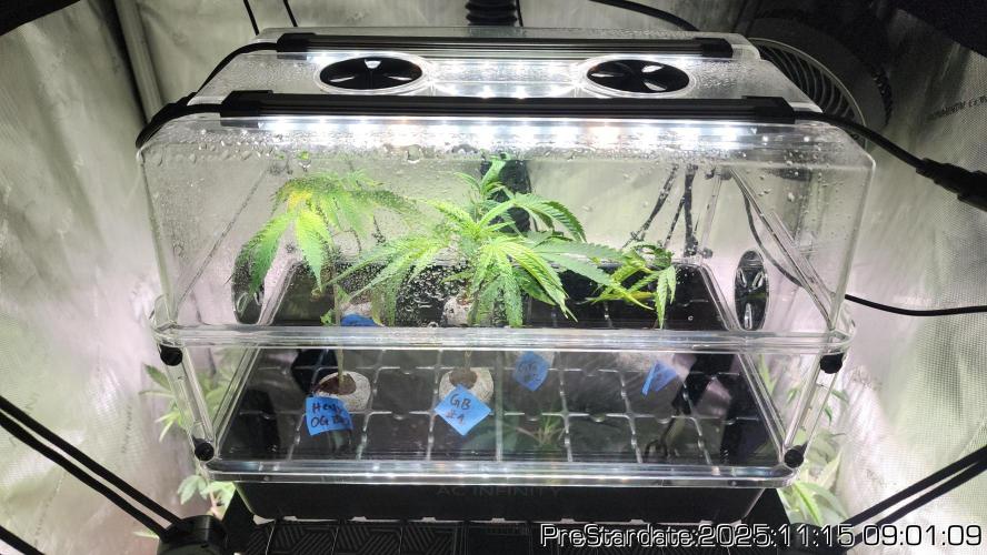 Chill Out OG - MrGrowIt - FabricPotScrog. Week 2