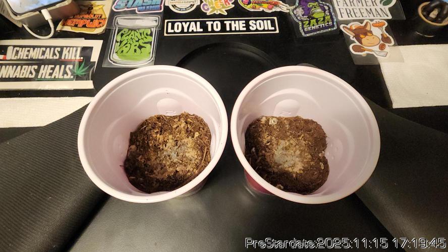 Chill Out OG - MrGrowIt - FabricPotScrog. Week 2