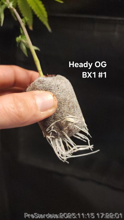 Chill Out OG - MrGrowIt - FabricPotScrog. Week 2