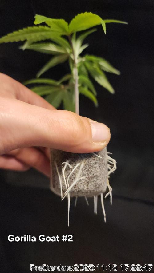 Chill Out OG - MrGrowIt - FabricPotScrog. Week 2