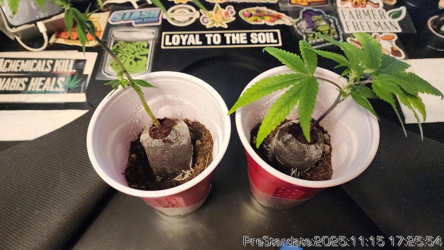 Chill Out OG - MrGrowIt - FabricPotScrog. Week 2