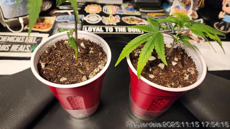 Chill Out OG - MrGrowIt - FabricPotScrog. Week 2