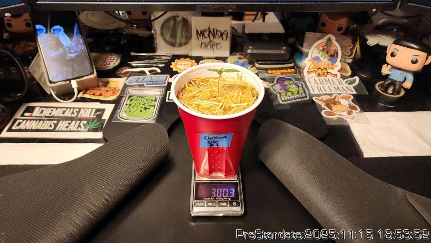 Chill Out OG - MrGrowIt - FabricPotScrog. Week 2