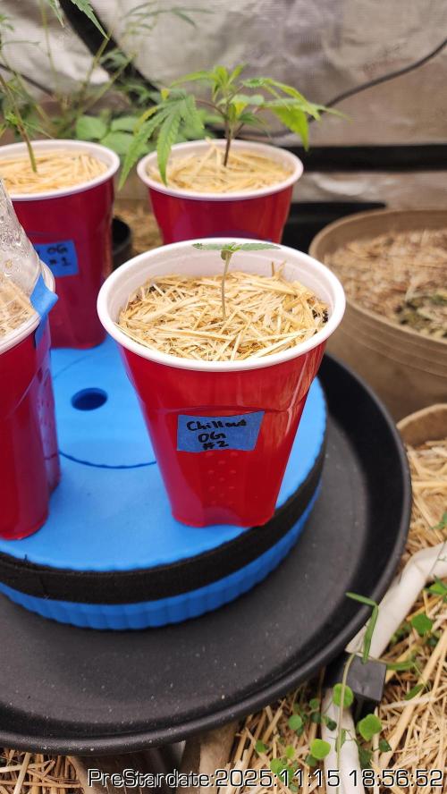 Chill Out OG - MrGrowIt - FabricPotScrog. Week 2