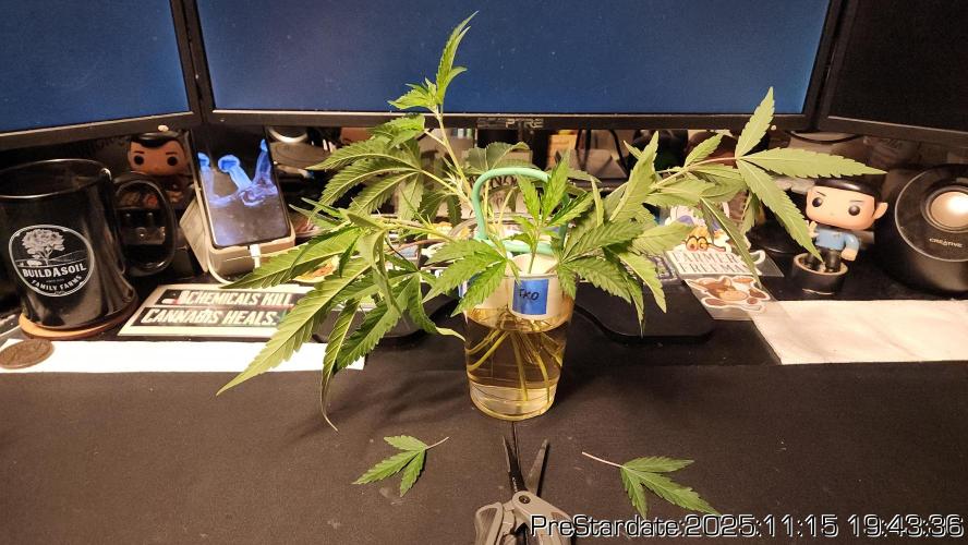 Chill Out OG - MrGrowIt - FabricPotScrog. Week 2