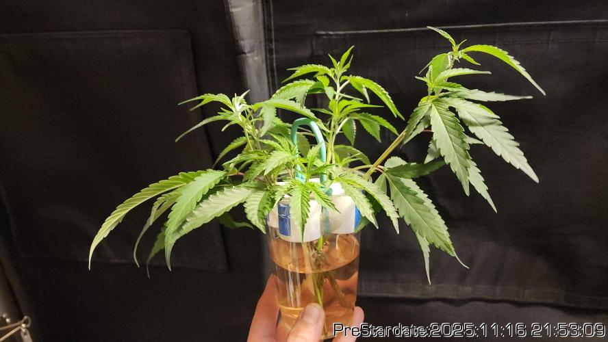 Chill Out OG - MrGrowIt - FabricPotScrog. Week 2