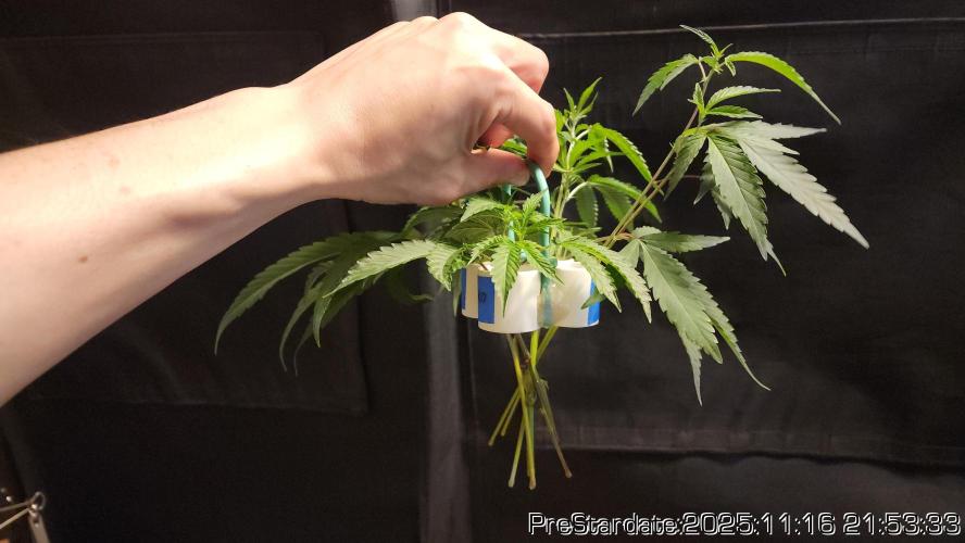 Chill Out OG - MrGrowIt - FabricPotScrog. Week 2