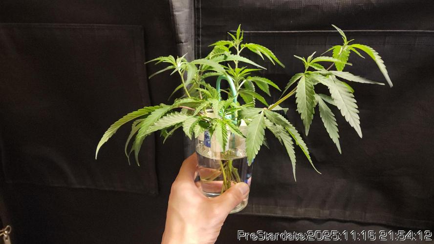 Chill Out OG - MrGrowIt - FabricPotScrog. Week 2