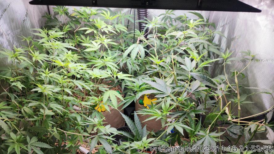 Chill Out OG - MrGrowIt - FabricPotScrog. Week 2