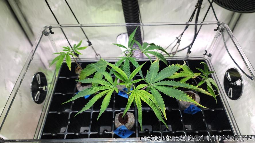 Chill Out OG - MrGrowIt - FabricPotScrog. Week 2