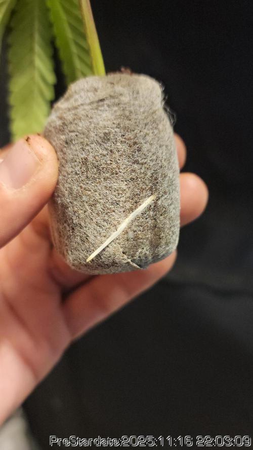 Chill Out OG - MrGrowIt - FabricPotScrog. Week 2