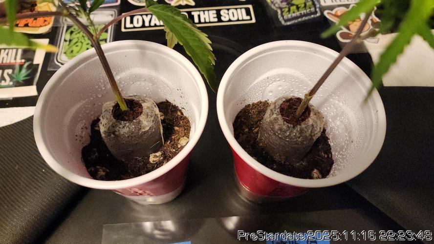 Chill Out OG - MrGrowIt - FabricPotScrog. Week 2