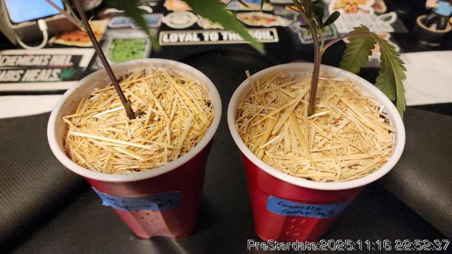 Chill Out OG - MrGrowIt - FabricPotScrog. Week 2