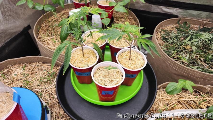 Chill Out OG - MrGrowIt - FabricPotScrog. Week 2