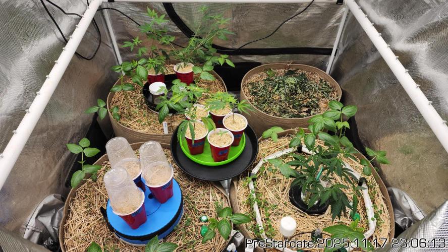 Chill Out OG - MrGrowIt - FabricPotScrog. Week 3