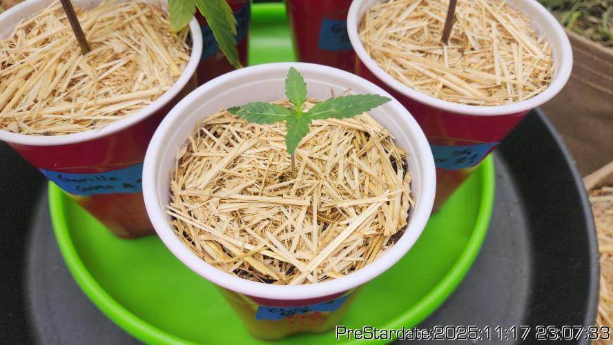 Chill Out OG - MrGrowIt - FabricPotScrog. Week 3